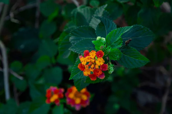 Selective Focus Shot Colorful Lantana Flowers — Stock Photo, Image