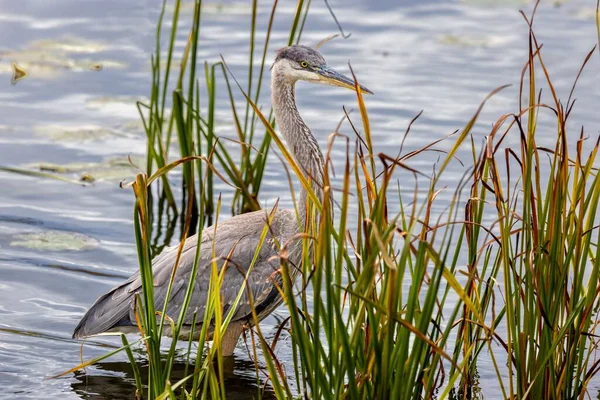 Ein Schöner Blauer Reiher Versteckt Sich Gras Teich Bei Tageslicht — Stockfoto