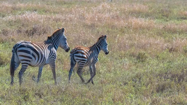 Стадо Зебр Кальдеру Ngorongoro Панорама Кратера — стокове фото