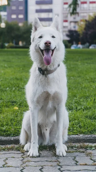 Pionowe Ujęcie Szczęśliwego Białego Husky Psa Siedzącego Obok Trawnika Językiem — Zdjęcie stockowe