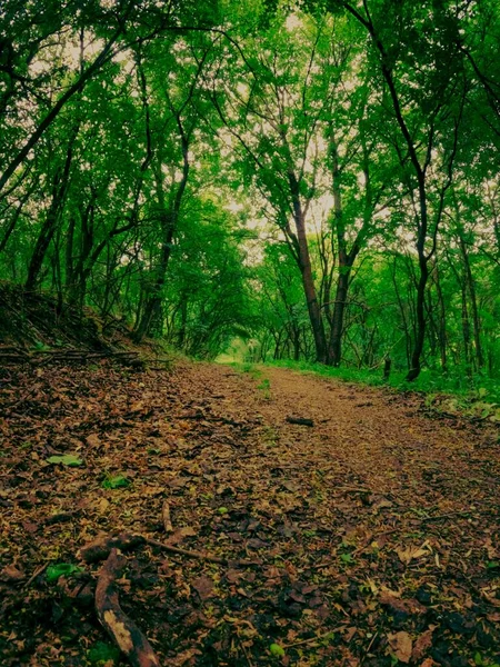 Ponte Pesatura Forestale Costruito Con Foglie Rami Caduti — Foto Stock