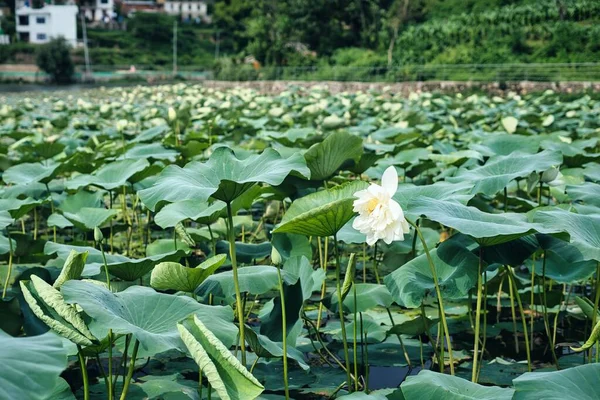 Uma Bela Paisagem Flores Lírio Água Branca Lago Nepal Dia — Fotografia de Stock