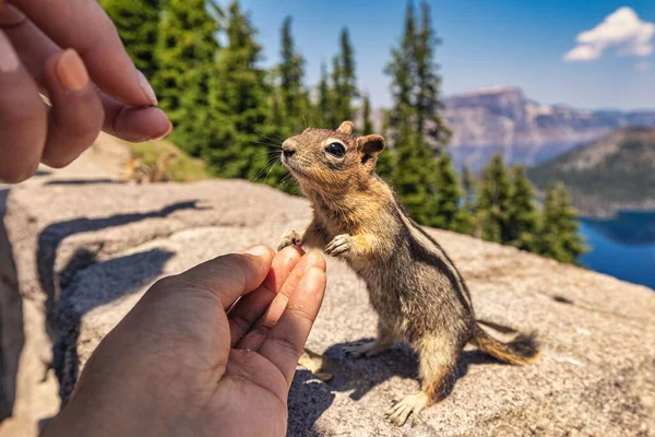 Las Manos Humanas Dando Comida Una Adorable Ardilla Parte Superior — Foto de Stock