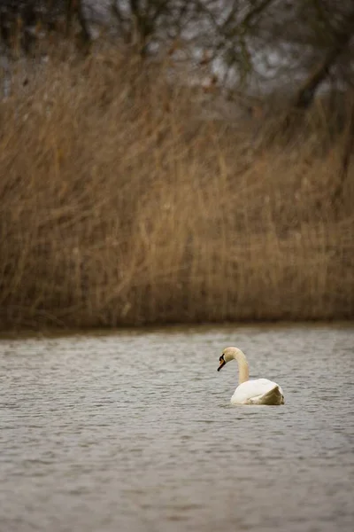 一只肮脏的白天鹅在一条肮脏的河里游泳时的垂直镜头 — 图库照片