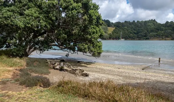 Yeni Zelanda Daki Wenderholm Park Inın Güzel Bir Sahnesi — Stok fotoğraf