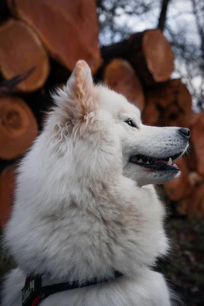 Ett Vertikalt Skott Bedårande Samojerad Hund — Stockfoto