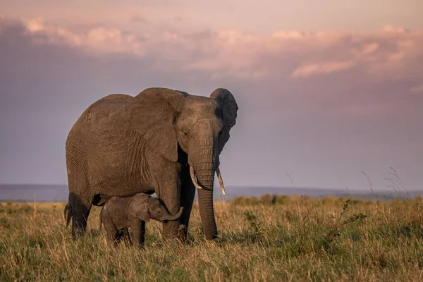 Hermoso Disparo Elefante Africano Con Bebé Caminando Sabana Atardecer — Foto de Stock