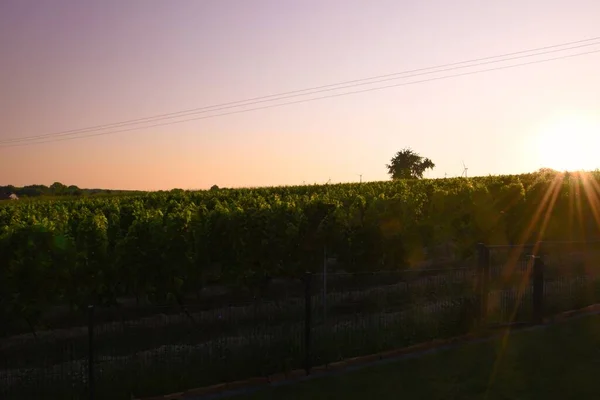 Green Vineyards Beautiful Sunset — Stock Photo, Image