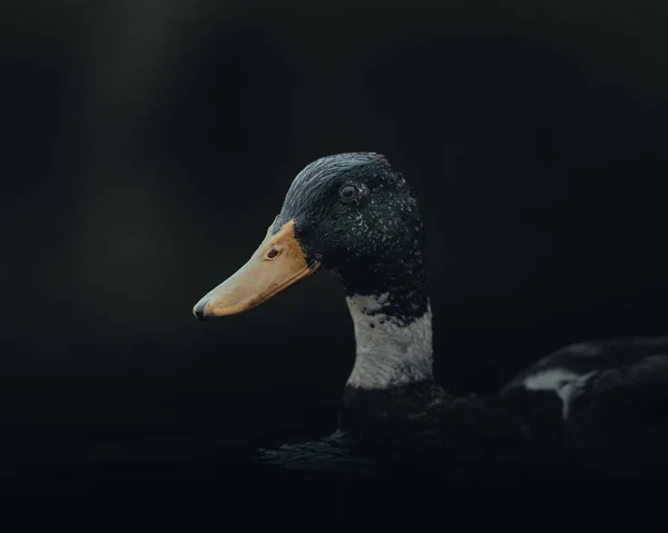 Detailní Záběr Pomerančské Kachny Plavající Vodě Rozmazaném Tmavém Pozadí — Stock fotografie