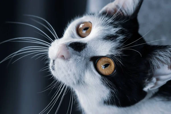 Eine Nahaufnahme Einer Niedlichen Schwarz Weißen Katze Mit Braunen Augen — Stockfoto