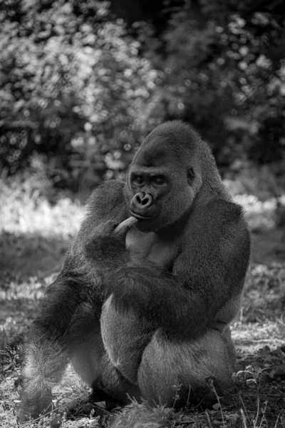 Den Vertikala Gråskaleporträttet Västerländsk Gorilla Sitter Gräset Tänkande — Stockfoto