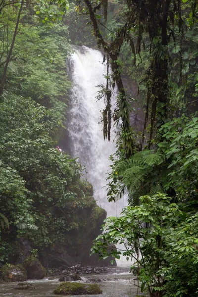 Une Cascade Dans Forêt Costa Rica Amérique Centrale — Photo