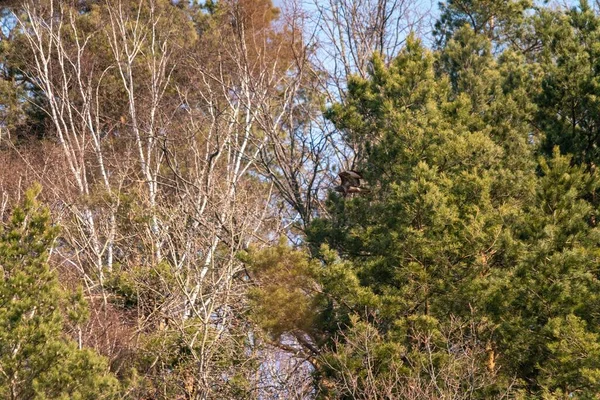 緑の木々の隣を飛行中のブザー — ストック写真