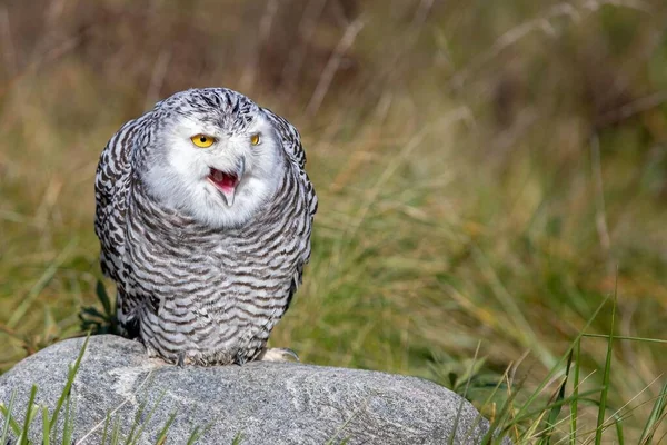Snowy Owl Open Beak Sitting Stone Field Day — Stock Photo, Image