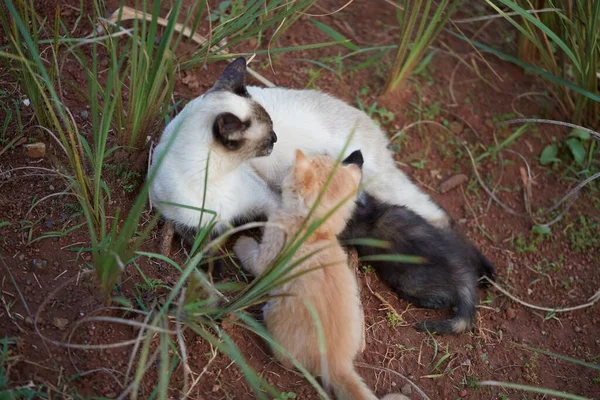 Piccolo Bambino Tigre Gatto Gatto Giocare Con Fratelli Mamma — Foto Stock