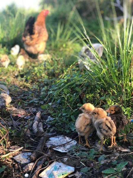 在绿色的草地上 一群可爱的小鸡在垂直的特写中 — 图库照片
