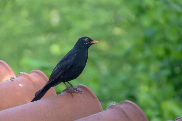 Closeup Shot Eurasian Blackbird Blurry Background — Stock Photo, Image