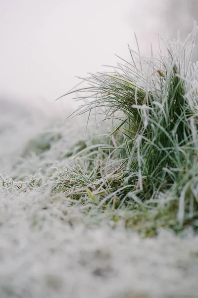 Gros Plan Herbe Verte Dans Gel — Photo