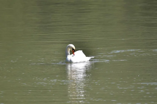 Cisne Branco Nadando Lago — Fotografia de Stock