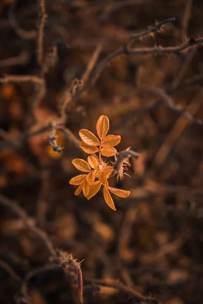 Tiro Close Pequenas Flores Uma Árvore — Fotografia de Stock