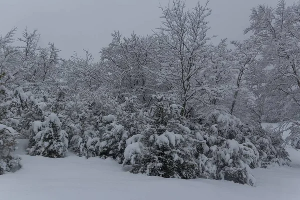 Een Besneeuwd Woud Bevroren Bomen — Stockfoto