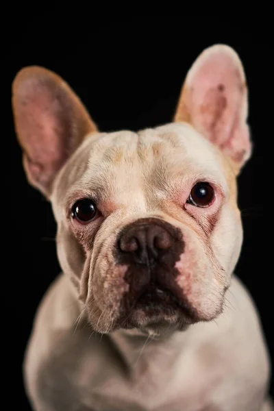 Koyu Bir Arka Planda Izole Edilmiş Şirin Bir Fransız Bulldog — Stok fotoğraf
