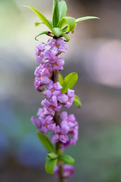 Eine Vertikale Aufnahme Einer Daphne Blume Einer Unschärfe — Stockfoto