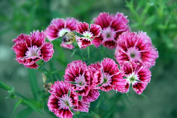 Dianthus Barbatus Zoete William Bloem Plant Bloeien Mooie Roze Bloemen — Stockfoto