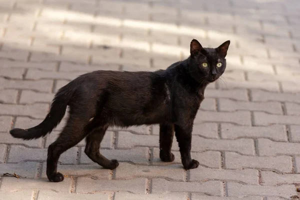 城市环境中的街头猫 — 图库照片