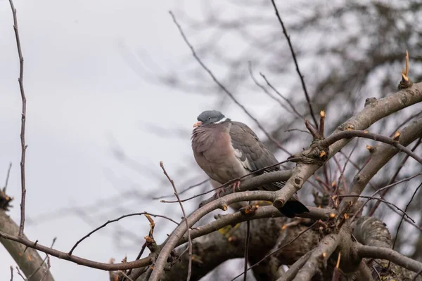 Sélectif Pigeon Des Bois Columba Palumbus Commun Sur Une Branche — Photo