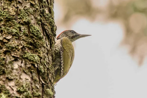 Closeup Shot European Green Woodpecker Perched Tree Trunk Forest — Stock Photo, Image