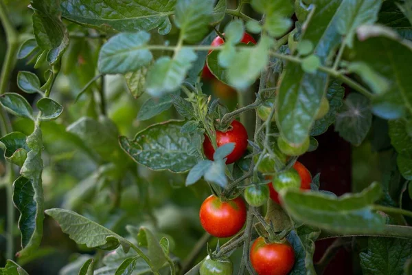 Tomatenanbau Gebüsch — Stockfoto