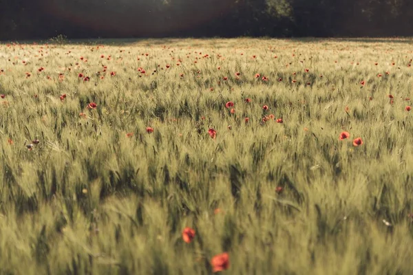 Çayırda Uzun Otlu Kırmızı Bir Çiçek — Stok fotoğraf