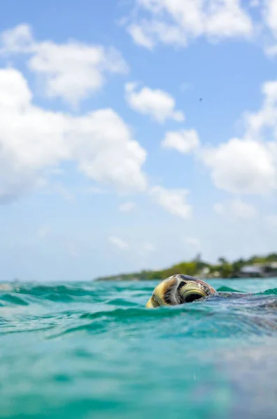 海で泳ぐ亀の頭の垂直閉鎖 — ストック写真