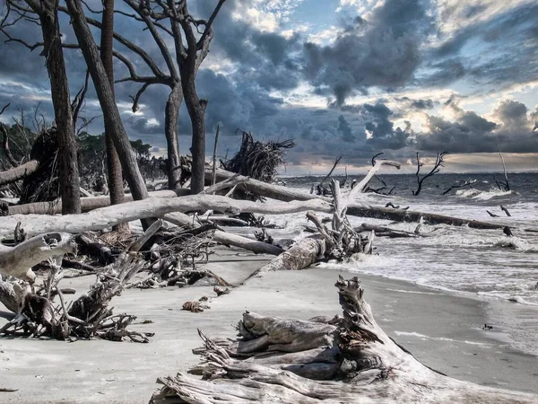 Ein Abstrakter Blick Auf Alte Umgestürzte Bäume Der Küste Unter — Stockfoto