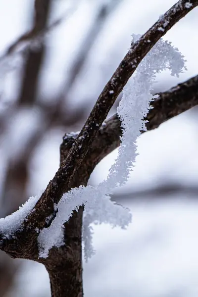 Zbliżenie Gałęzi Pokrytych Śniegiem — Zdjęcie stockowe
