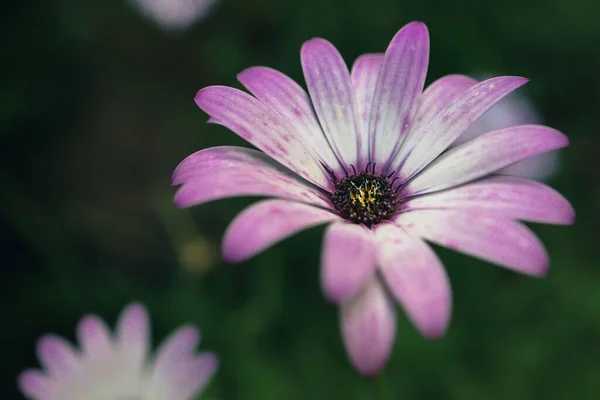 Primo Piano Fiore Rosa Africano Margherita — Foto Stock