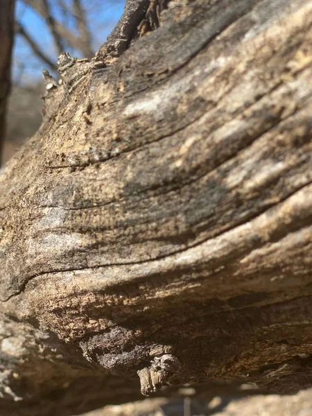 Падение Ствола Дерева Лесу — стоковое фото