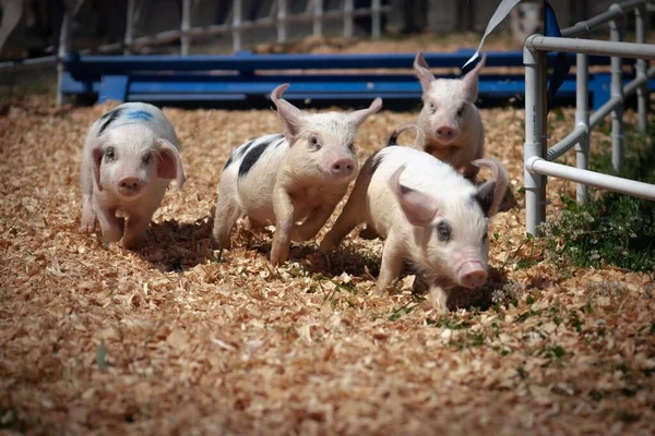 A cute baby pigs walking and playing