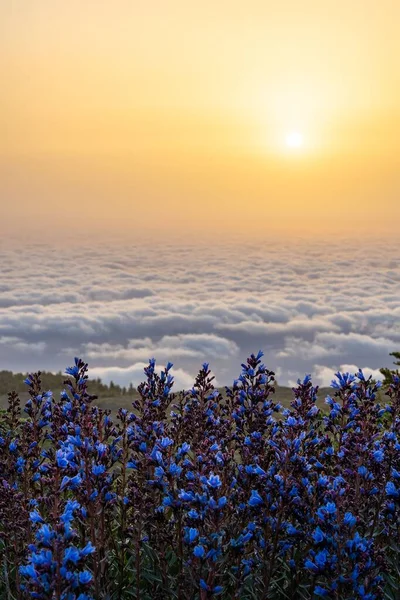 Viper Bugloss Flowers Roque Los Muchachos Overlooking White Clouds Surinf — Stock Photo, Image