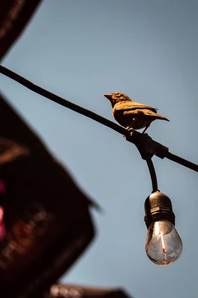 麻雀一种小萨赫勒麻雀 栖息在与灯泡相连的金属丝上 — 图库照片