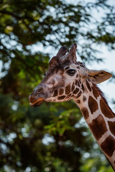 Portrait Vertical Visage Une Girafe Septentrionale Devant Les Branches Des — Photo