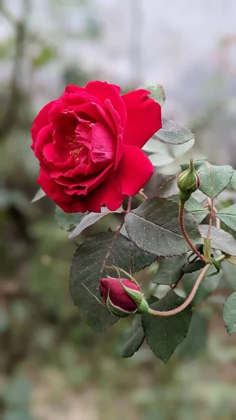 Вертикальный Снимок Красивой Темно Розовой Розы Закрытого Бутона Открытом Воздухе — стоковое фото