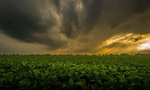 Atardecer Oscuro Nublado Bosque — Foto de Stock