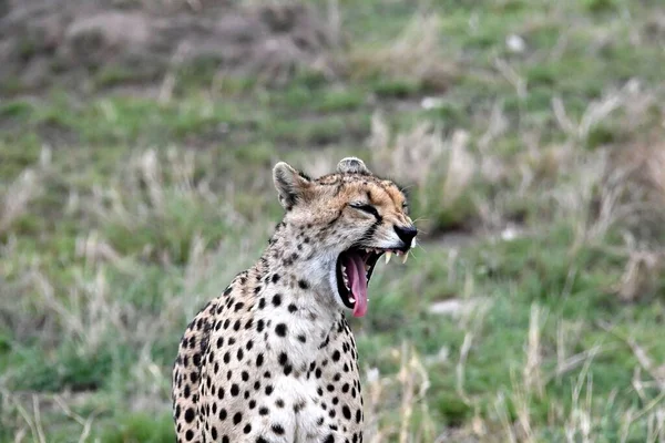 A closeup view of a cheetah yawning with its mouth wide open on a sunny day