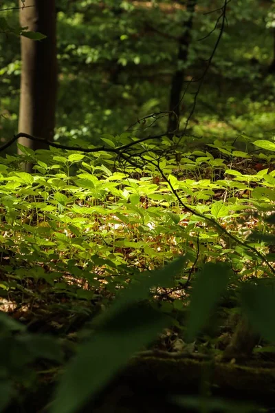 ドイツの森の緑の植物 — ストック写真