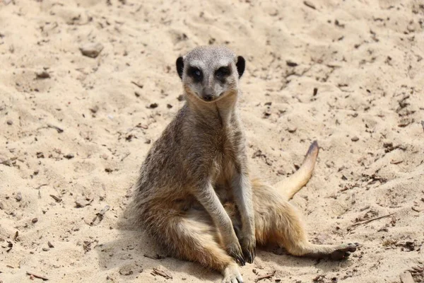 砂の上に座っているMeerkat Suricata Suricatta の閉鎖 — ストック写真