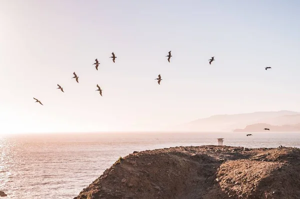 Una Bandada Aves Vuela Sobre Mar Atardecer California —  Fotos de Stock