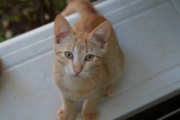 Kleine Baby Tiger Caty Katze Spielt Mit Brüdern Und Mama — Stockfoto