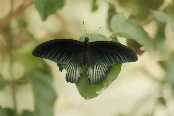 Μια Όμορφη Πεταλούδα Ανοιχτά Φτερά Κάθεται Ένα Πράσινο Φύλλο — Φωτογραφία Αρχείου